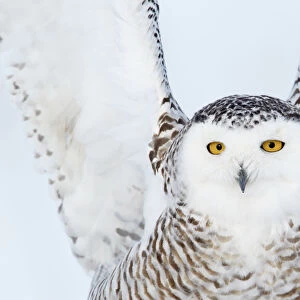Snowy owl (Bubo scandiaca) close up of female landing on snow covered ground, Canada, February