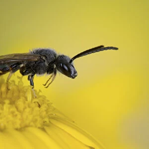 Solitary bee (Panurgus sp) On Corn Marigold, species often associated with yellow flowers