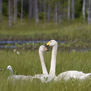 Whooper swans (Cygnus cygnus) and cygnet, Vaala, Finland, July