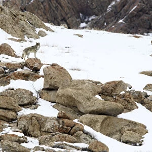 Wolf (Canis lupus) male on rocky snow covered slopes. Ulley Valley in the Himalayas, Ladakh, India