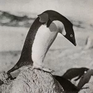 An Adelie Penguin About To Dive, c1910–1913, (1913). Artist: Herbert Ponting