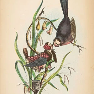 Butcher Birds, from The Comic Natural History of the Human Race, 1851