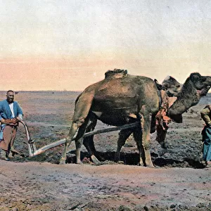 Farm labourers ploughing with a camel, Caucasus, c1890. Artist: Gillot
