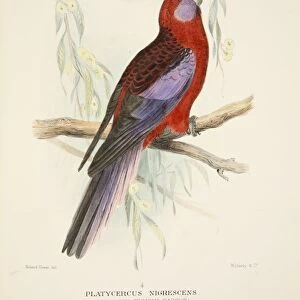 Northern Crimson Parrot, pub. 1916 (hand coloured engraving). Creator: Roland Green (1896 - 1972)
