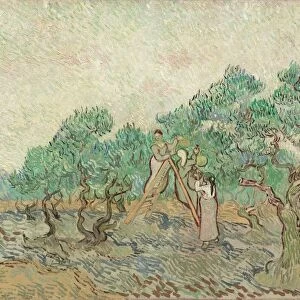 The Olive Orchard, 1889. Creator: Vincent van Gogh