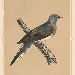 Passenger Pigeon, (Ectopistes migratorius), extinct species, c1850, (1856)