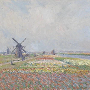 Tulip fields near The Hague