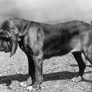 Fall / Bloodhound / 1938