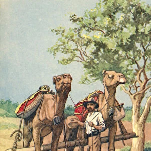 An Australian gold prospector with camels. The use of camels was typical of the men that travelled across vast areas in Australia in search of quartz outcrops, spotting the most prominent outcrops standing out in the landscape from the height of their mounts on the camels, an outcrop would be broken open with a pick to find traces of gold. From a contemporary print, c. 1935; Artwork