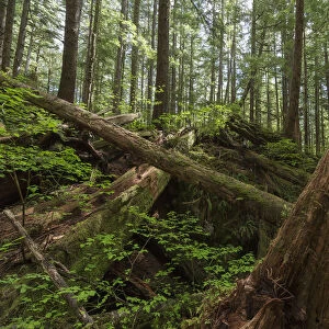 Avatar Grove; Tofino, British Columbia, Canada