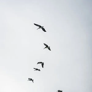 Brown Pelicans (Pelecanus Occidentalis) In A Cloudy Sky; Ilwaco, Washington, United States Of America