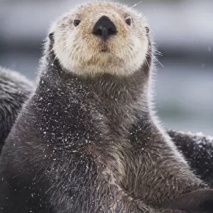 Close Up Portrait Of A Sea Otter In Prince William Sound, Southcentral Alaska, Winter