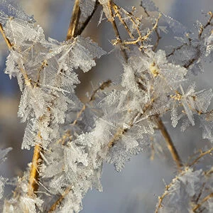 Hoar Frost On Branches; Alberta, Canada