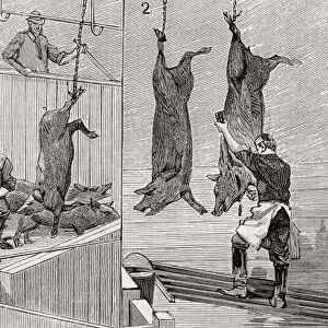 Three scenes from a slaughterhouse in Chicago, United States of America in 1892. 1. Hanging the pig. 2. Killing the pig 3. Scalding the pig. From La Ilustracion Espanola y Americana, published 1892