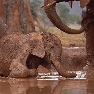 African Elephant (Loxodonta africana) orphan called Nyiro, stranded in mud bath, David