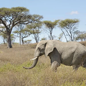 African elephant (Loxodonta africana) walking in African landscape, Seregeti national park