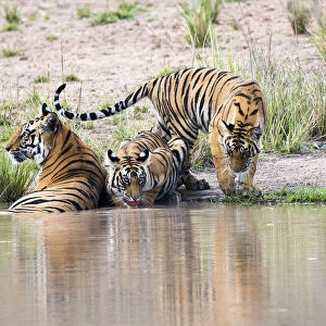 Bengal tiger (Panthera tigris tigris) mother with cubs at edge of pool, India