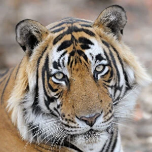 Bengal Tiger (Panthera tigris tigris) portrait, looking at camera, India, Rajastan