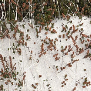 Black Crowberry (Empetrum nigrum) covered by drift sand, Schoorlse Duinen, Noord-Holland