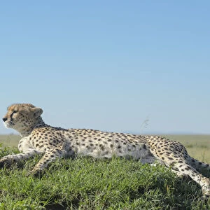 Cheetah (Acinonix jubatus) lying down on hill in Savanna, Msai Mara National Reserve