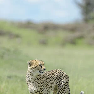 Cheetah (Acinonix jubatus) walking on savanna, Msai Mara National Reserve, Kenya