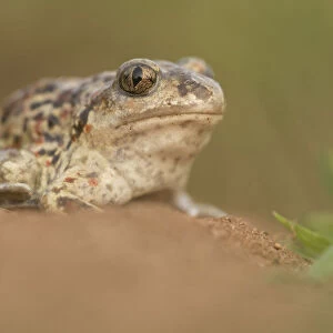 Common Spadefoot Toad (Pelobates fuscus) female on sand, Nuland, Noord-Brabant, The