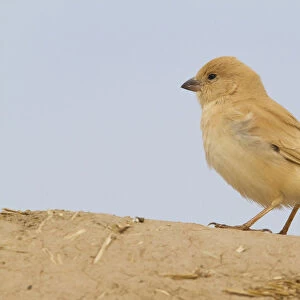Desert Sparrow (Passer simplex) female, Morocco