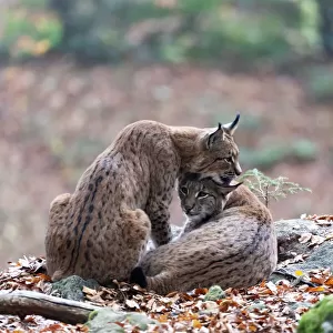Eurasian lynx (Lynx lynx) couple, Bavarian forest, Bayern, Germany