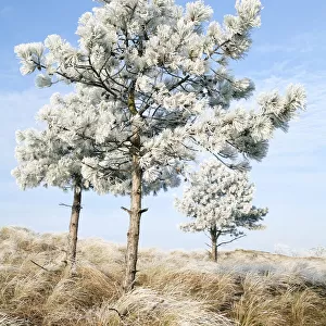 European Black Pine (Pinus nigra) covered with rime, Den Helder, Noord-Holland