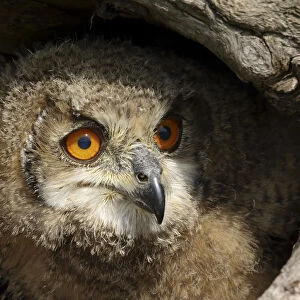 Juvenile Eurasian Eagle Owl (Bubo bubo) hiding in hollow tree trunk, Noord-Brabant