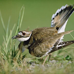 Killdeer (Charadrius vociferus) parent displaying while trying to distract predator from nest
