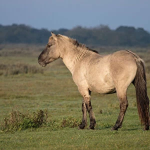 Konik horse (Equus ferus caballus) standing in landscape, Lauwersmeer, The Netherlands