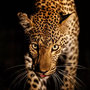 Leopard (Panthera pardus) female walking through the dark