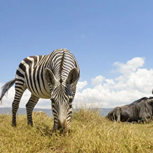 Plains Zebra (Equus quagga) grazing on the plain in the Ngorongor crater
