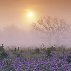 Sand Verbena (Abronia gracilis) field and foggy morning sunrise over a bare tree, Hill Country
