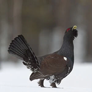 Western Capercaillie (Tetrao urogallus) calling in the snow, Finland