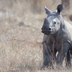 White Rhinoceros (Ceratotherium simum) calf standing in habitat, South Africa, Limpopo