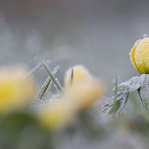 Winter Aconite (Eranthis hyemalis) flowering in frost, The Netherlands, Noord-Holland
