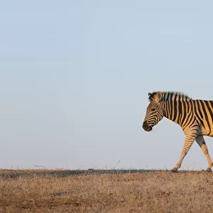 Zebra (Equus quagga) walking at sunset with clear sky, Botswana, Central District