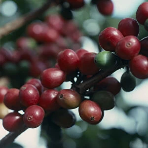 coffea arabica, coffee, red subject