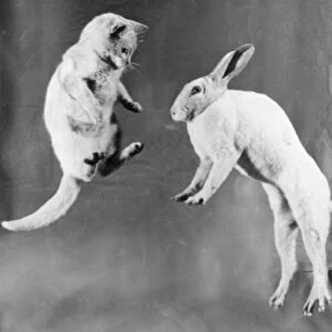 Cat and rabbit jumping C1152 / 25