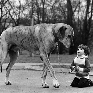 Knee-high... to a Great Dane, Richard Donovan and his pal Danzas. March 1980 P006065