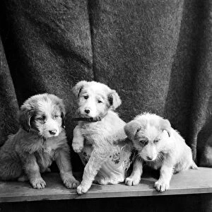 Three Little Dogs circa 1942
