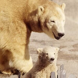 Sally the polar bear with her three months old cub Pipaluk on his first public appearance