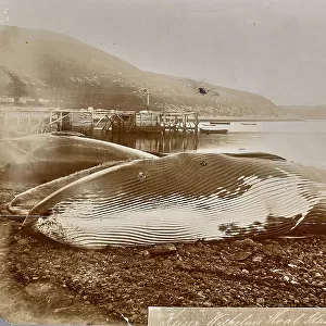 Whales captured by the kaiser ship Wilhelm, Norway