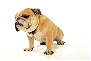 Images Dated 27th January 2005: Bulldog3 2