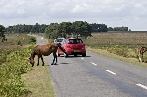 Images Dated 2009: Traffic avoiding