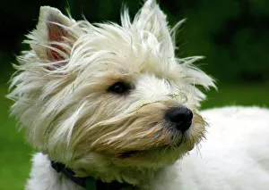 West Highland Terrier