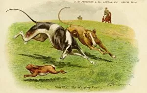 Hare coursing. Waterloo Cup